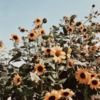 vintagexvalley